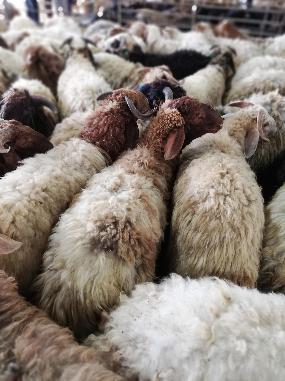 eid, eid mubarak, islamic, sheep, animals, lamb, wool, farm, many, rural, mammal, agriculture, farming, cute animal, nature, pasture, grazing